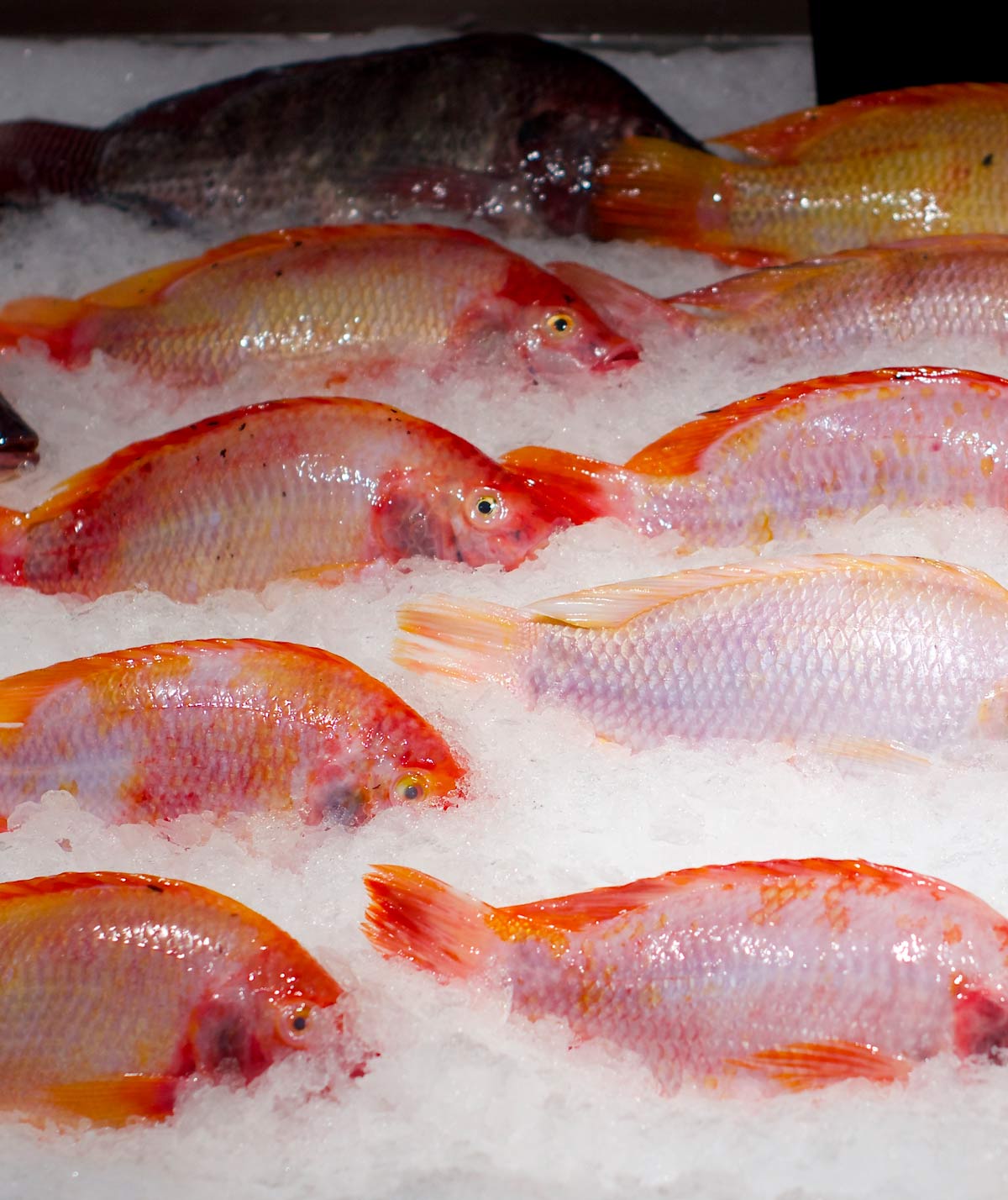 Balık Taşımacılığı